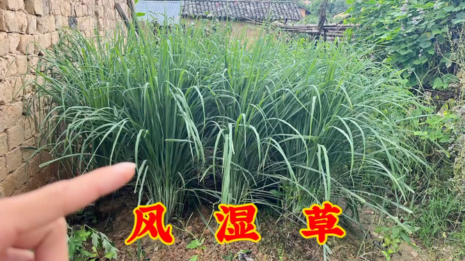 关注！南京看风湿病到哪个医院-狗尾草对风湿有效吗