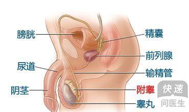 今日科普：保定男科医院哪家好-尿道疼与前列腺炎的关系