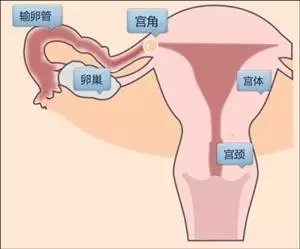 排行更新：曲靖妇科医院-功血和经血的辨别