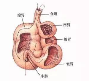 今日科普：北京哪里看肠胃病好-急性胃肠炎疼痛程度